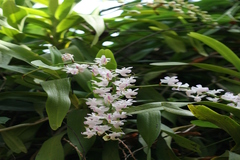 Aerides odorata